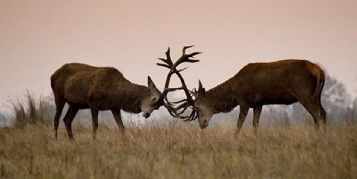 2 Hirsche kämpfen gegeneinander