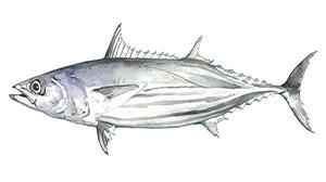 Echter Bonito (Skipjack)