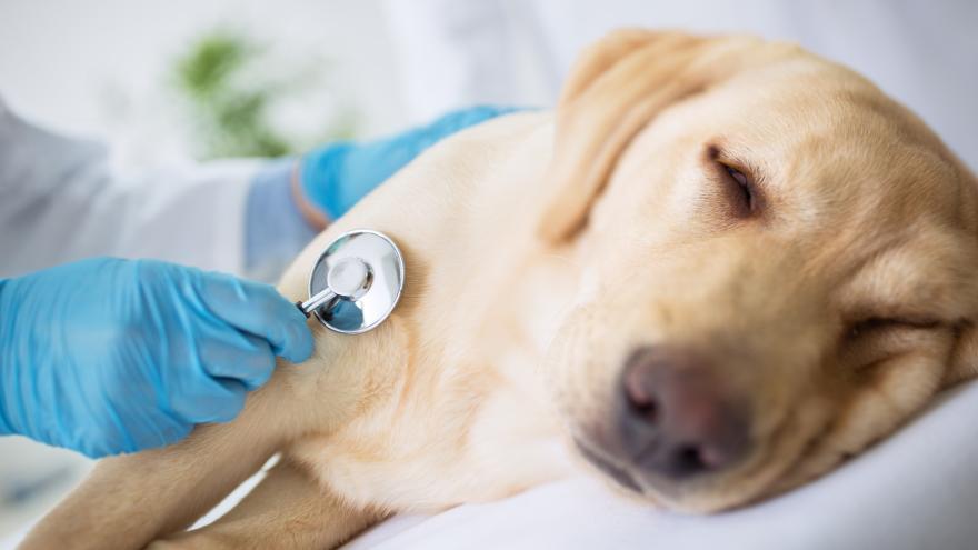 Ein Hund wird mit einem Stethoskop abgehört.