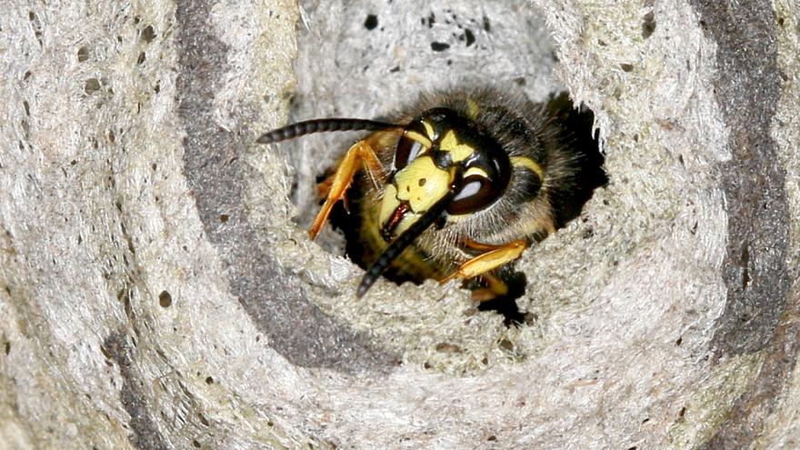 Waldwespe beim Nestbau