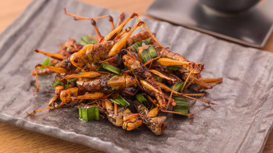 Insekten zum Essen auf dem Teller