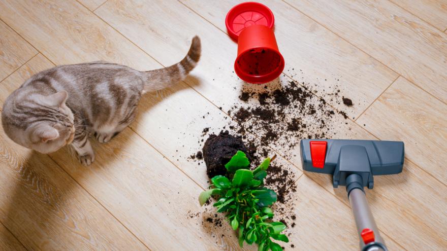 Eine Katze steht neben einem herunter geworfenen Blumentopf, während jemand staubsaugt