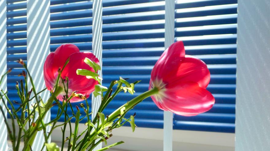 Tulpen stehen vor Rollläden.