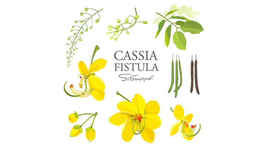 Cassia Fistula