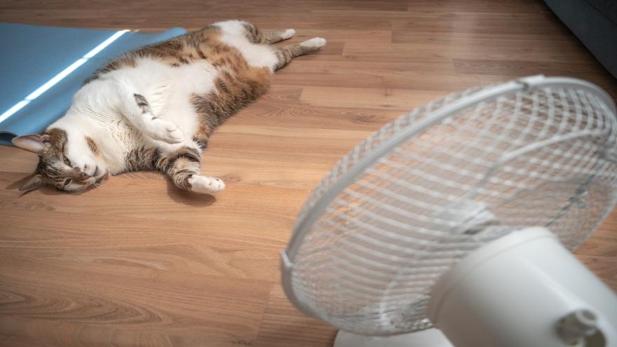 Eine Katze liegt vor einem Ventilator.