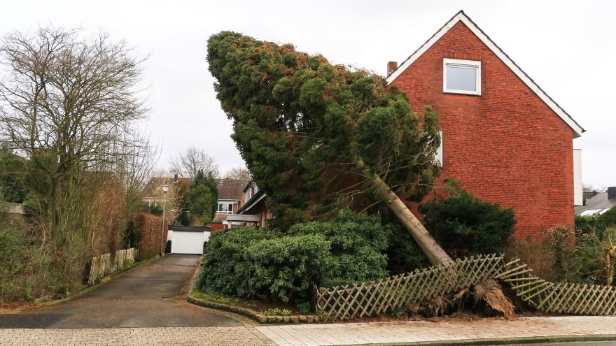 Vor einem Haus sieht man einen umgestürzten Baum nach einem Sturm.