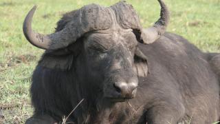 Ein Wasserbüffel liegt auf einer Wiese.