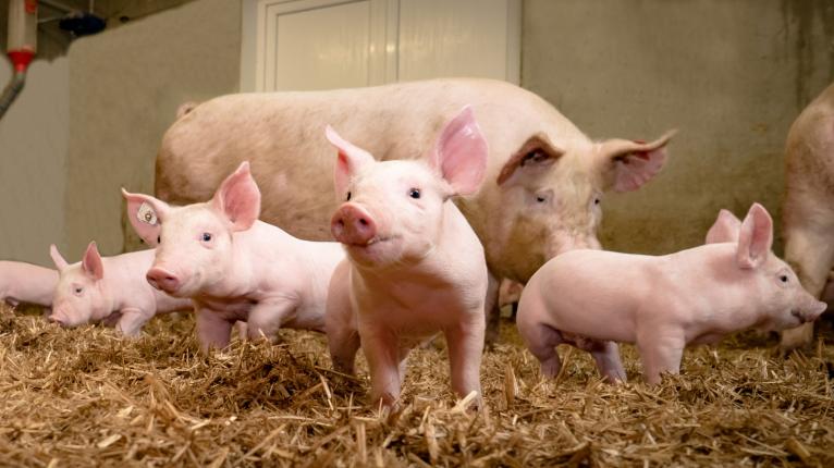 Mehrere Schweine stehen in einem geräumigen Stall auf Stroh.